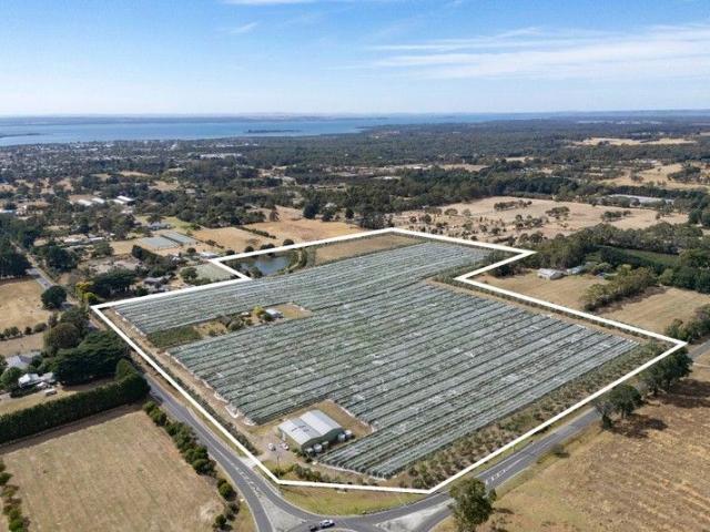 Desiro Wines 38 Acres Established Vineyard, Winery & Olive Grove
