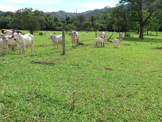 DF4 VENDE SÍTIO 6 ALQUEIRES EM MIMOSO DE GOIÁS, PRÓXIMO A PADRE BERNARDO!