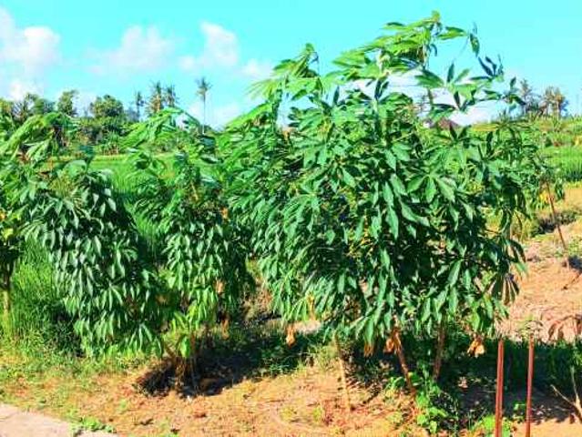 Dikontrakkan Tanah 350 m2 jl Cekomaria Peguyangan Denpasar Bali