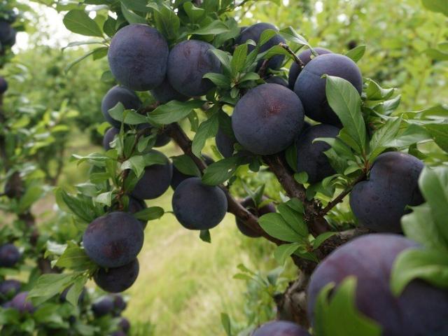 DIVERSIFIED HORTICULTURAL OPERATION