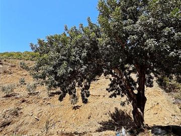 Gazipaşa, Antalya ili, Akdeniz Bölgesi