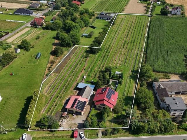 Do sprzedania dom 200 m² z uprawą borówki w Kaczycach