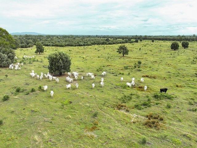 Dooney's Quality Central Qld Grazing Opportunity