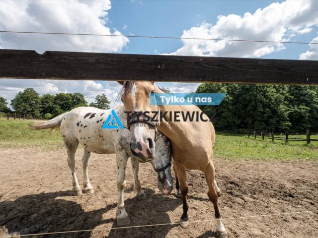 Doinwestowana stajnia w Goszynie, 3 ha, hala 20x40 m