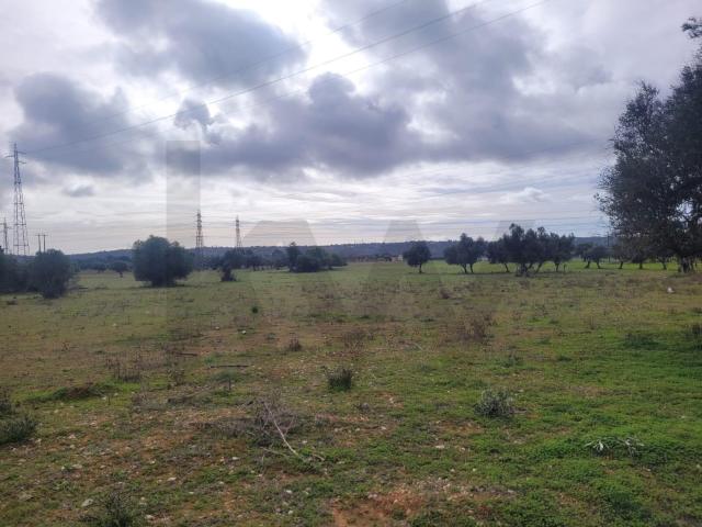 DOIS TERRENOS RÚSTICOS COM O TOTAL DE 12160M2 PARA VENDA EM CORTEZÕES TUNES