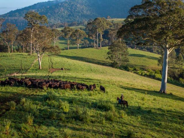 Dorrigo Plateau | Prime Basalt Grazing 80 Rainfall | River Frontage | 2 Minutes to Town