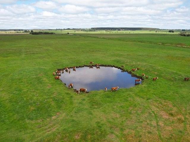 Drought Proof Evergreen Outpaddock