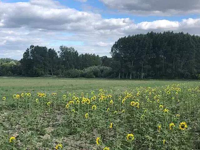 Druye 37190 Programme neuf maison neuf à vendre 4 pièces