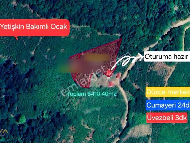 Düzce Cumayeri'nde Müstakil Evli Satılık Fındık Bahçesi