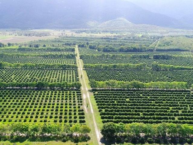 Easy to run, highly profitable fruit farm