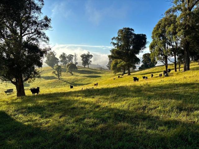 Eaton Park | Blue Ribbon Grazing Country