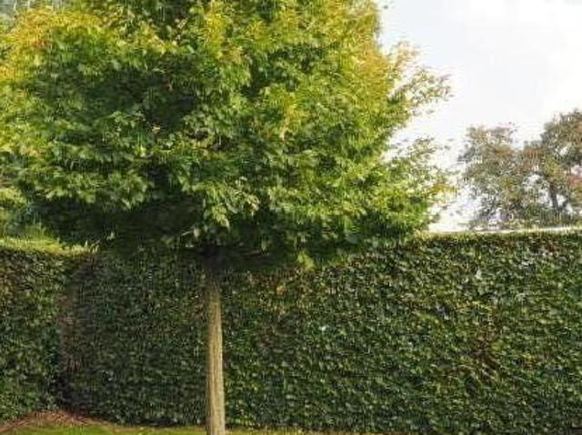 Eéngezinswoning met terras en tuin
