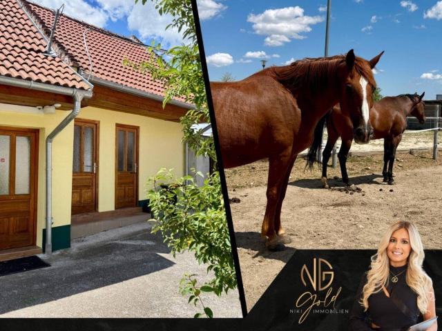 Ein Paradies für Pferdeliebhaber 3 Wohneinheiten, 7 Boxen, 2 Koppeln, Reitplatz im Mittelburgenland