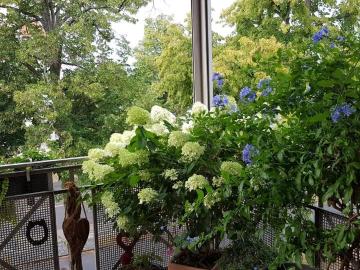 Berliner Vorstadt - Keller, Balkon, Aufzug