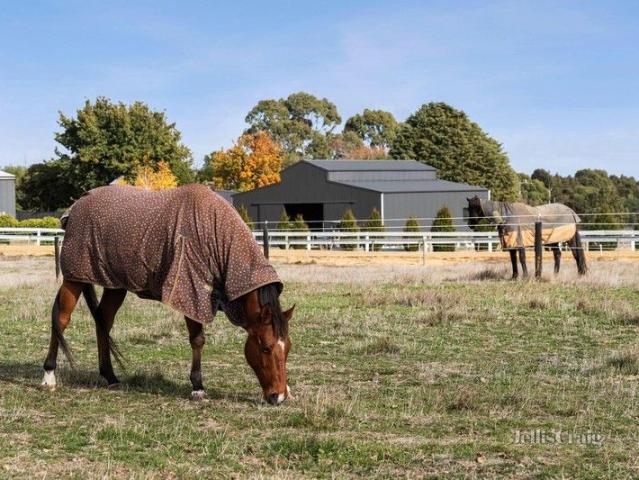 Elite equine holding in the heart of Miners Rest