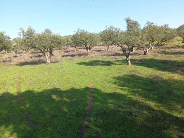 Elvas Elvas 97118976