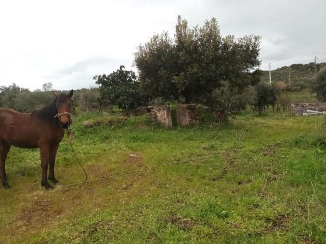 Elvas Elvas LS98142634