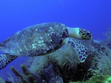 Mundo Habitatt, Playa del Carmen, Solidaridad Quintana Roo, Quintana Roo