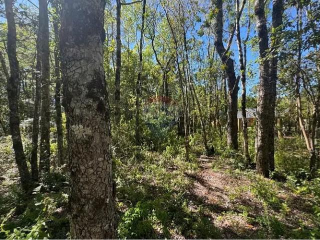 En venta 2 casas en terreno de 15.000m2 pucon | 5 dormitorios por 590000. 00 en Pucón