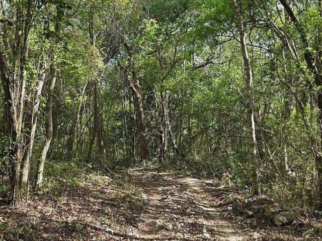 En venta terreno de 184 Has, buen precio ¡Espita, Yuc!