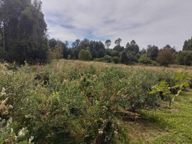 en VILLARRICA