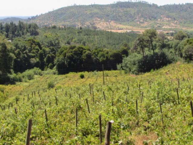 en CAUQUENES