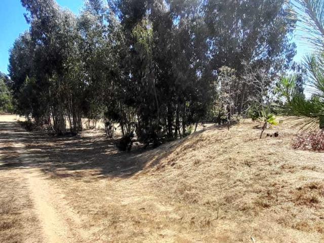 en EL QUISCO