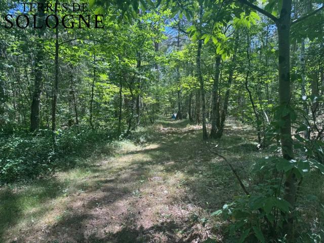 En Exclusivité – Propriété d'agrément – 168 m² – 12 hectares boi