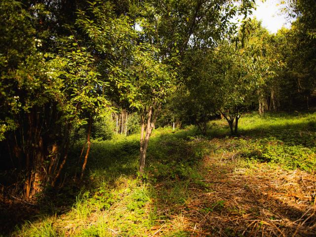 en FRUTILLAR