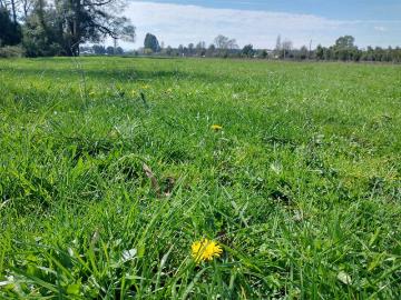 Casa en venta en Provincia de Valdivia