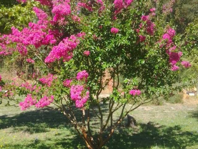 en PARRAL