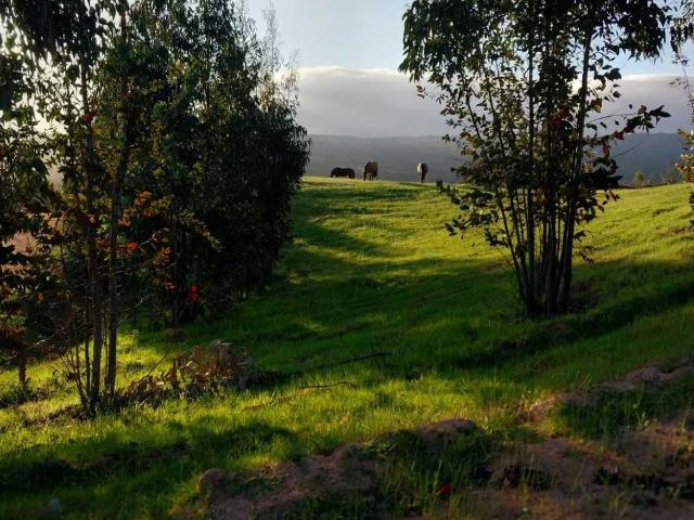 en RANCAGUA