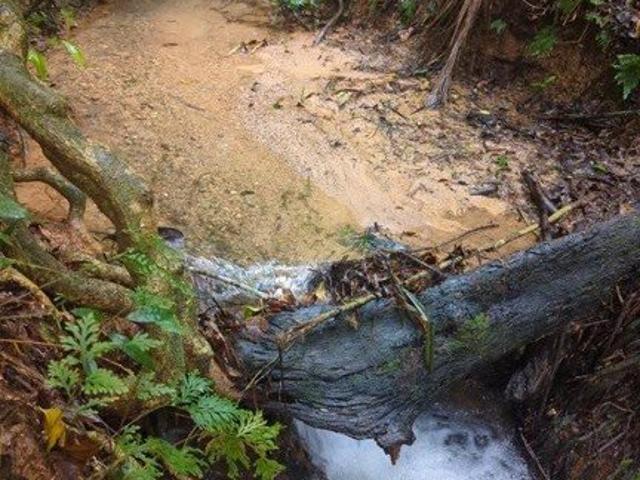 Enchanting Rainforest Block 3.1 acres