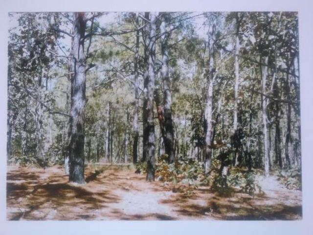 ESCRITURADO Terreno Rustico Campestre en VENTA ideal para Cabañas