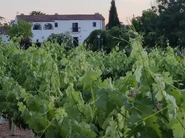 Espectacular casa en Cáceres, Extremadura con piscina y viñedo