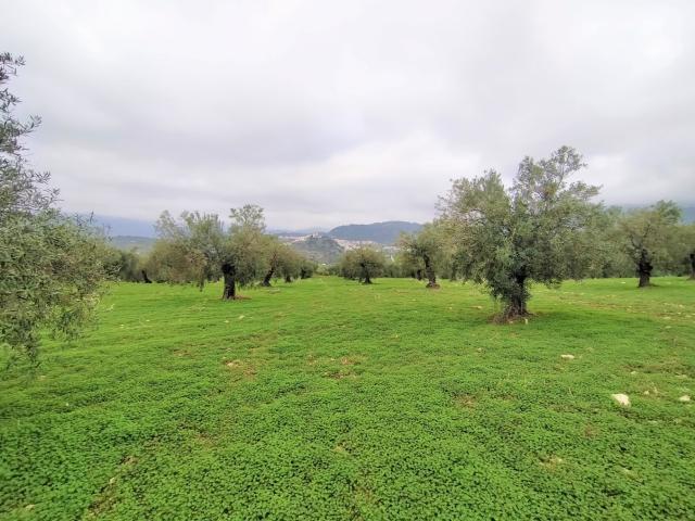Espectacular finca en la localidad de Alozaina