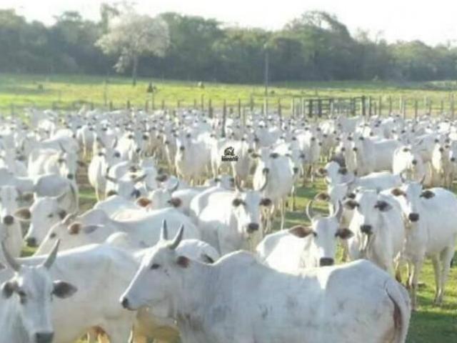 Espetacular Fazenda Bodoquena a Venda com 45.000 / 49.000 hectares na Região Oeste de MS