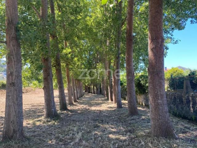 Esposende Esposende 103384692