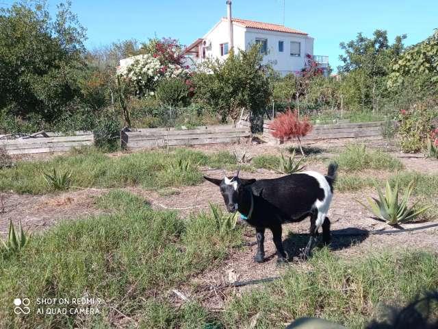 Estudio en alquiler en El Perellonet, Valencia