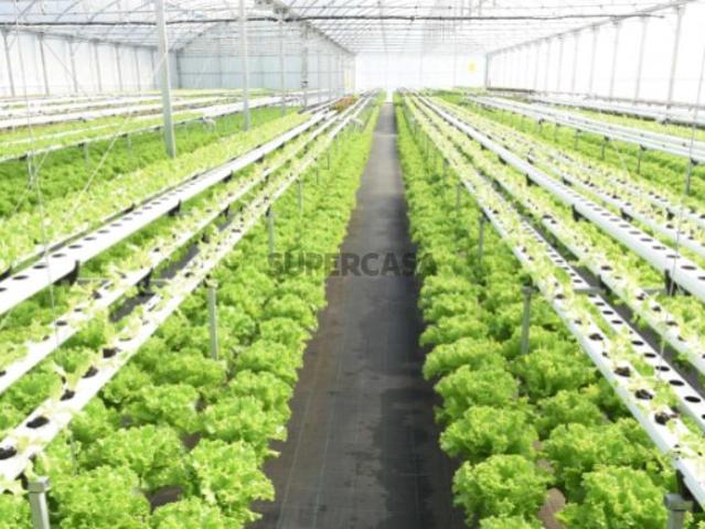 Estufa de Hidroponia com 3.200m2 Salvaterra de Magos 1.100.000€