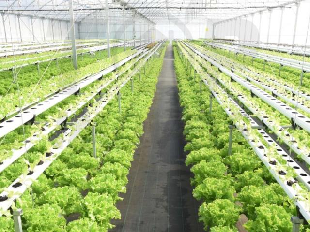 Estufa de Hidroponia com 3.200m2 Salvaterra de Magos 1.100.000€