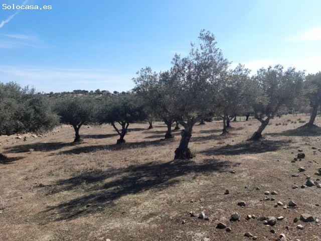 ESTUPENDA FINCA EN SAN VICENTE DE ALCANTARA