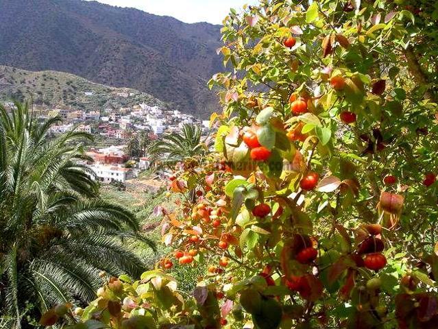 Esta finca está considerada como el huerto más grande de La. 98m² Vallehermoso