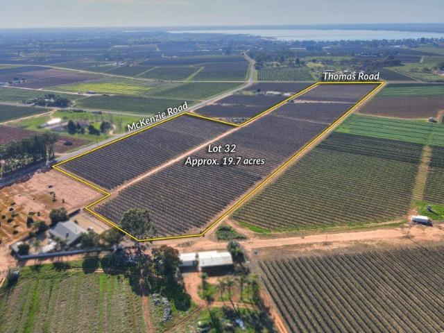 Established Vineyard