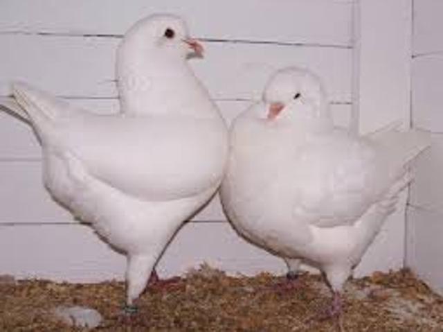 Established Wholesale Squab Pigeon Production Farm