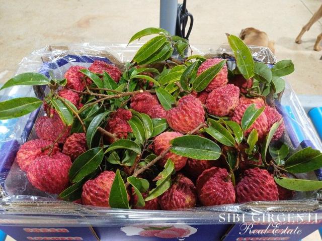 Established Lychee Orchard