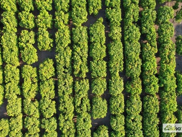 Established Mango Orchard Opportunity
