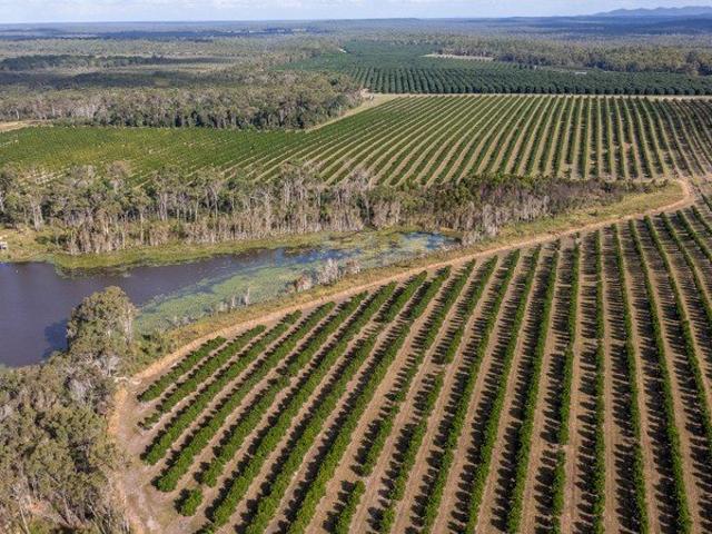 ESTABLISHED MACADAMIA ORCHARD