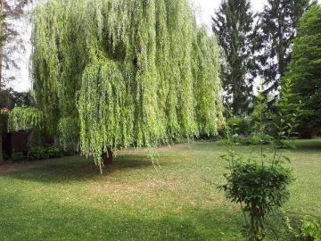 Apartment for rent in 2000 - Keller, Balkon