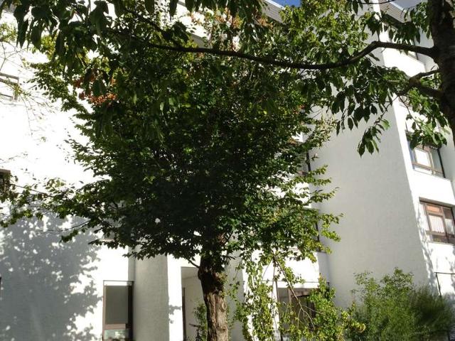 Erstbezug nach Sanierung! schöne 3 Zimmer EG Wohnung mit Essdiele und Süd/West Terrasse